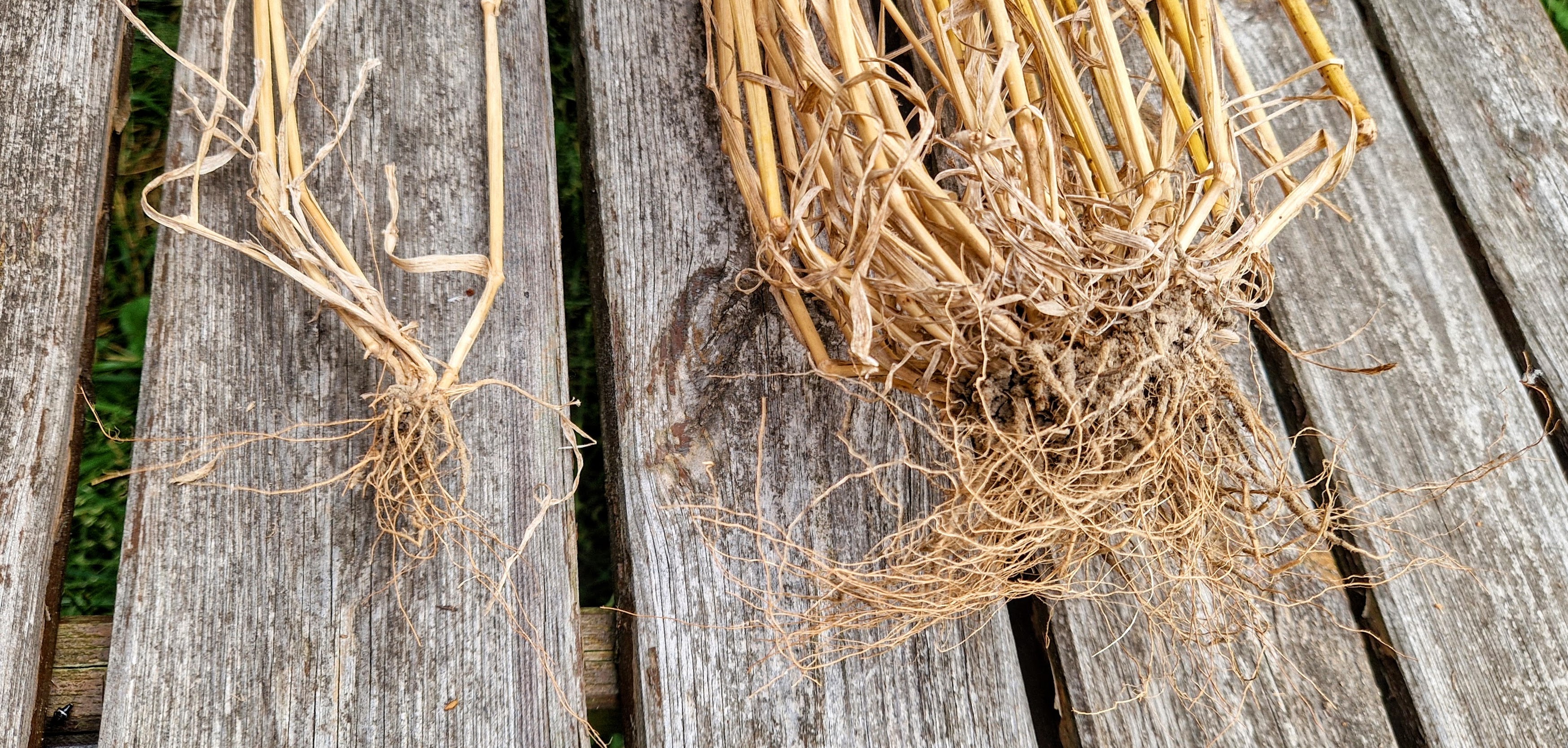 Root systems